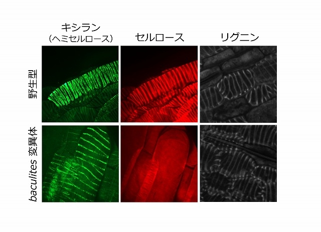 〔プレスリリース〕持続可能資源である木質バイオマスの本体、 リグノセルロースの生合成モデルを25 年ぶりに刷新 ～ 産業利用の用途に即した質的改変技術の基盤開発へ ～