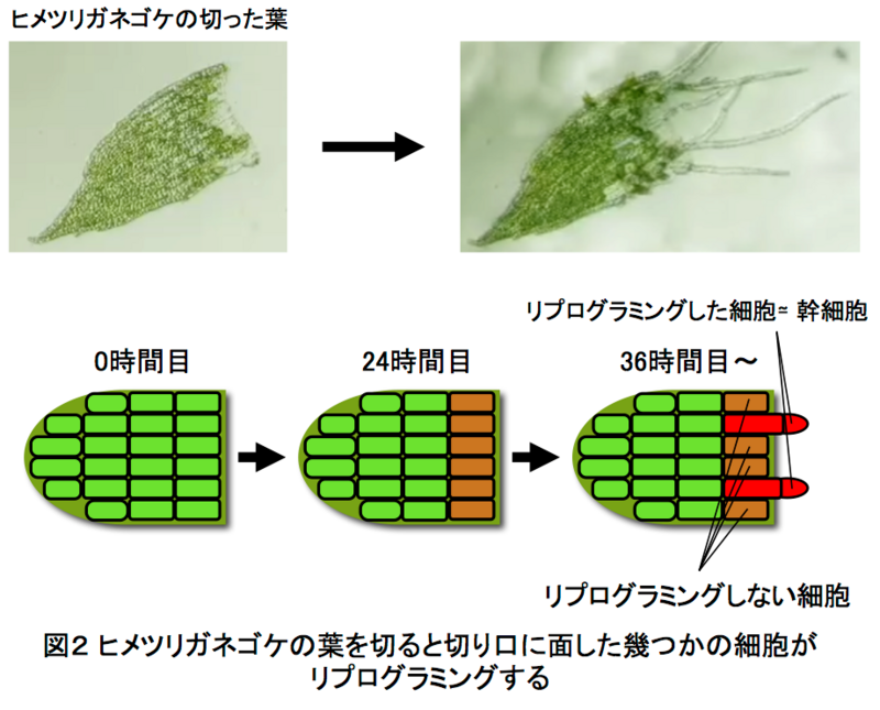 〔プレスリリース〕生体内の細胞１個ずつについて遺伝子の働き具合を調べる手法を開発 切断されたコケの細胞の初期化、再生に伴う個別の変化をつきとめる ～生き物の形作りや刺激応答の仕組み解明に期待～