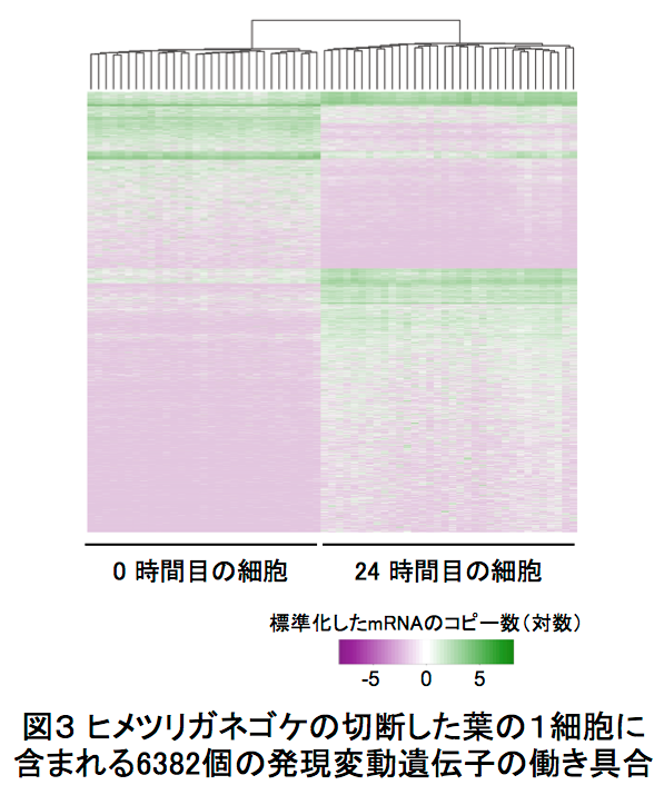 〔プレスリリース〕生体内の細胞１個ずつについて遺伝子の働き具合を調べる手法を開発 切断されたコケの細胞の初期化、再生に伴う個別の変化をつきとめる ～生き物の形作りや刺激応答の仕組み解明に期待～