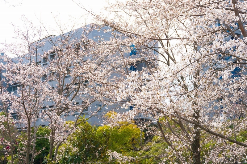 平成31年度入学式を挙行（2019/04/05）