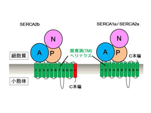 〔プレスリリース〕ヒト由来カルシウムポンプの高分解能構造と活性制御機構を解明～細胞内カルシウム恒常性維持機構の破綻が引き起こす疾病の原因解明に光～