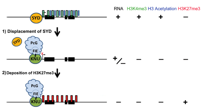 〔プレスリリース〕植物は幹細胞の頑強な増殖を止めるために多段階スイッチを使っていた　開花、種づくりに向けての巧妙な仕組み解明 〜園芸植物の花の改良や食糧増産に期待〜
