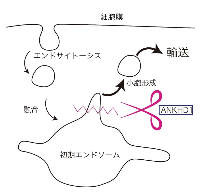 〔プレスリリース〕生命維持の物質の運び屋「小胞」を形作るタンパク質を発見 ハサミのように生体膜を切り分けて大きさを制御 ～細胞内の物質輸送の仕組み解明に期待～