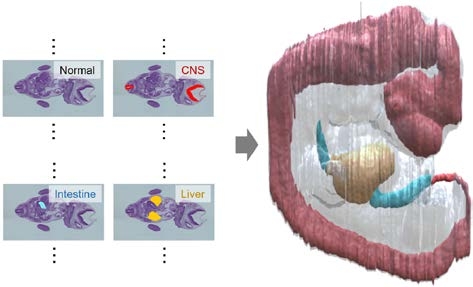 〔プレスリリース〕複数のスライスされた標本から、元の立体形状を復元する 画像処理技術を開発 ～ヒトの成長過程の解明にも寄与～