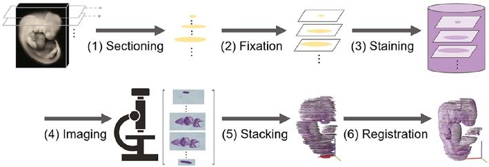 〔プレスリリース〕複数のスライスされた標本から、元の立体形状を復元する 画像処理技術を開発 ～ヒトの成長過程の解明にも寄与～