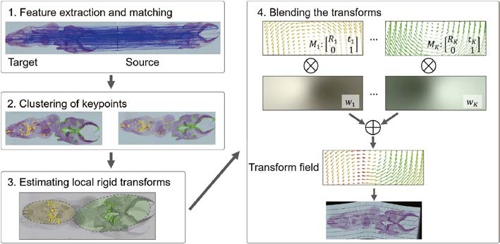 〔プレスリリース〕複数のスライスされた標本から、元の立体形状を復元する 画像処理技術を開発 ～ヒトの成長過程の解明にも寄与～