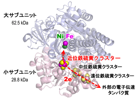 〔プレスリリース〕水素の分解・合成酵素の水素イオンの輸送経路の特定に成功 ～燃料電池のエネルギー源や水素を添加する化合物の生産への利用に期待～
