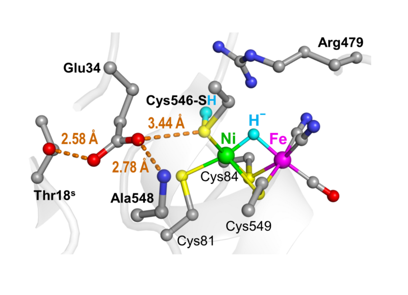 〔プレスリリース〕水素の分解・合成酵素の水素イオンの輸送経路の特定に成功 ～燃料電池のエネルギー源や水素を添加する化合物の生産への利用に期待～