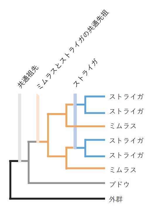 〔プレスリリース〕病害寄生雑草ストライガの全ゲノム解読に成功 －アフリカを襲う農業被害の撲滅に光－