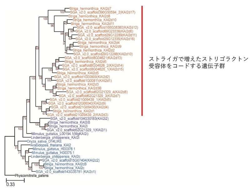 〔プレスリリース〕病害寄生雑草ストライガの全ゲノム解読に成功 －アフリカを襲う農業被害の撲滅に光－