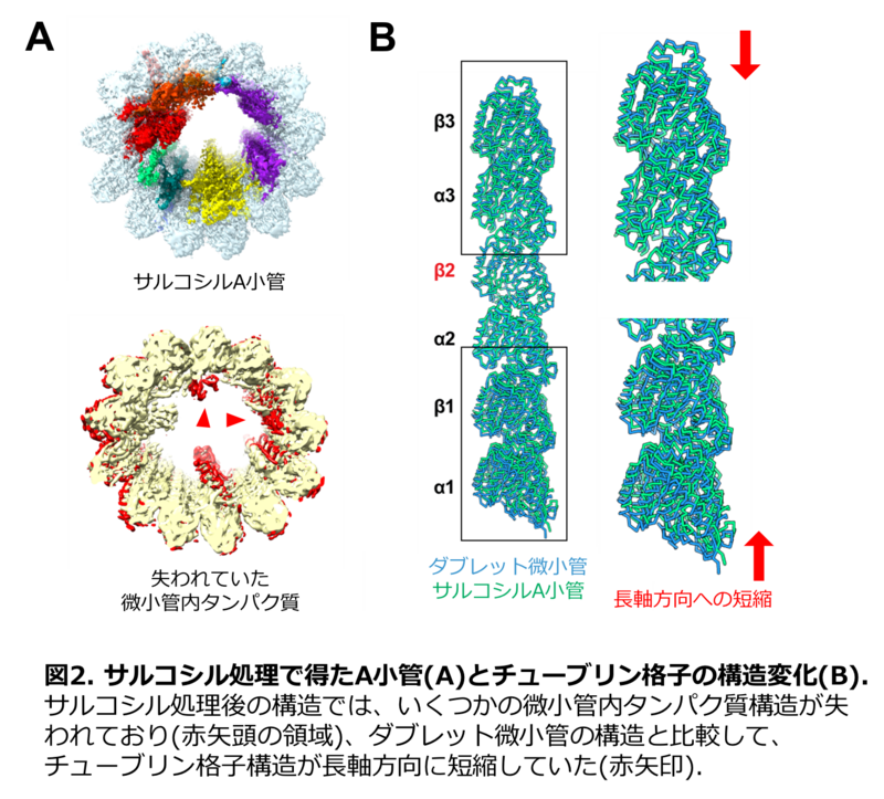 〔プレスリリース〕細胞表面で波打つ繊毛の微小管の超微細な立体構造の観察に 世界で初めて成功、その内側からの補強機構を解明 ～不妊など繊毛病の病態解明にも期待～
