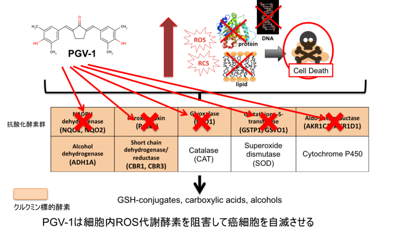〔プレスリリース〕クルクミンの抗腫瘍効果を60倍以上高めた化合物を開発 ～副作用のない飲む抗がん剤の開発に期待～