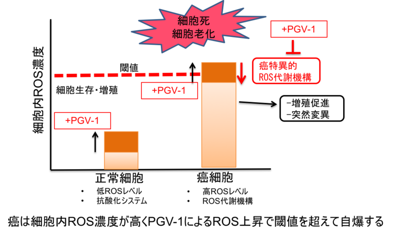 〔プレスリリース〕クルクミンの抗腫瘍効果を60倍以上高めた化合物を開発 ～副作用のない飲む抗がん剤の開発に期待～