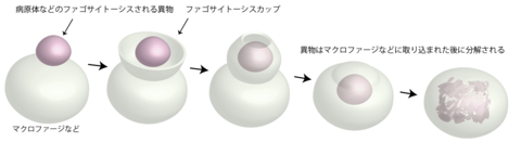 〔プレスリリース〕 免疫細胞が異物を取り込む装置形成の仕組みを初めて解明 タンパク質が平面状に集まりカップを形成 ～免疫反応の抑制など医療応用に期待～