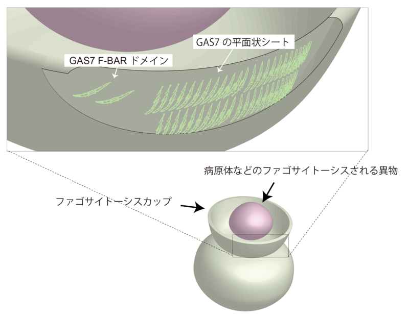 〔プレスリリース〕 免疫細胞が異物を取り込む装置形成の仕組みを初めて解明 タンパク質が平面状に集まりカップを形成 ～免疫反応の抑制など医療応用に期待～