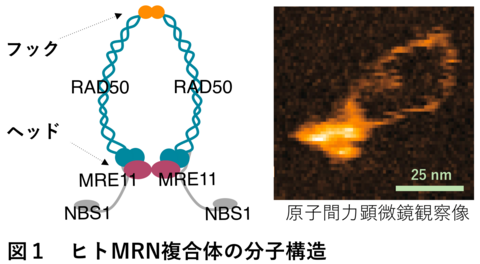 〔プレスリリース〕見えた！ゲノムDNAを修復する酵素のすがた 〜高速原子間力顕微鏡により解明された分子レベルの酵素の動き〜