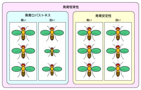 【プレスリリース】器官サイズの左右差を抑制する仕組み －適切な血糖値の調節が器官サイズのばらつきを抑制する－