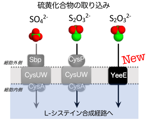 〔プレスリリース〕チオ硫酸（硫黄化合物）を細菌の体内に取り込む運び屋タンパク質YeeEの構造を解明 ～システインの発酵生産向上に期待～