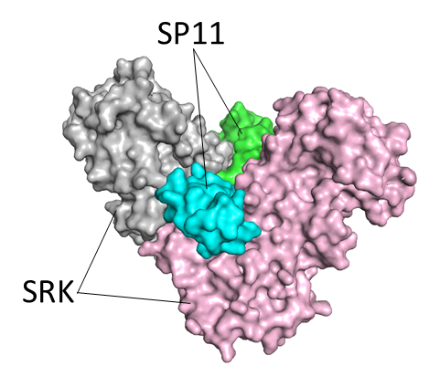 〔プレスリリース〕菜の花の自己と非自己を識別するしくみを解明 ～自家不和合性の自他識別機構を三次元構造から明らかに～