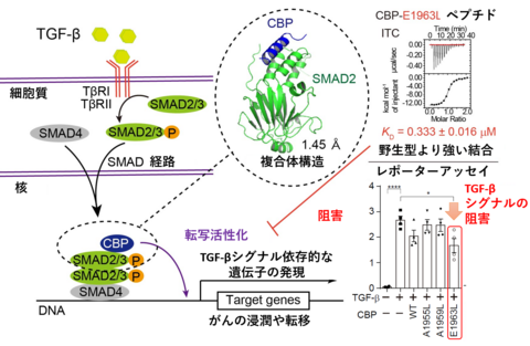 〔プレスリリース〕TGF-βシグナル依存的な遺伝子発現の活性化機構の一端を解明 ~がん治療に応用可能な新規TGF-βシグナル制御法開発への期待~