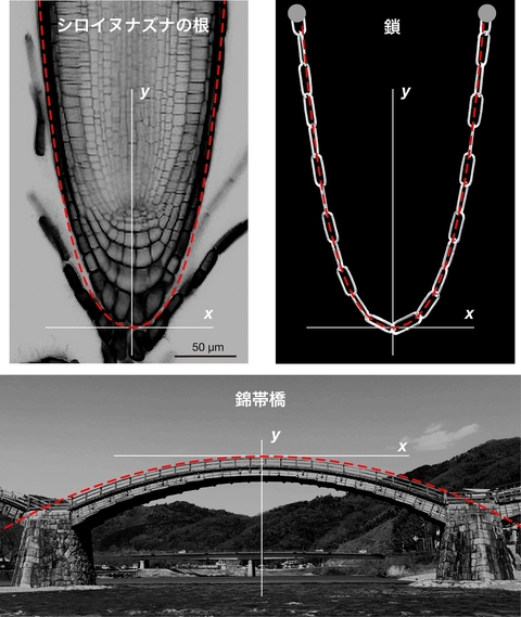 〔プレスリリース〕発見！根の先端は橋と同じだ！ ―器官の形に生物種を超えた共通性をもたらす物理―