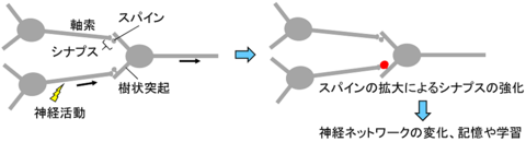 〔プレスリリース〕神経ネットワークのシナプスを強化する新しい仕組みを解明 ～認知症等の神経疾患解明への応用に期待～