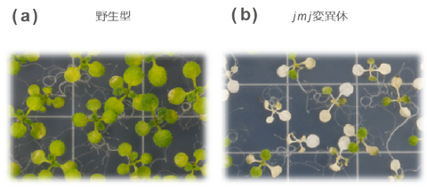 〔プレスリリース〕繰り返す猛暑に 植物が適応する仕組みを発見 細胞保護の遺伝子を働かせる機構を発動して維持し、次の 高温に備える 高温耐性の予測と操作による 気候変動下の 食糧の安定供給に期待 
