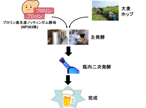〔プレスリリース〕新しいビール酵母の育種に成功 アミノ酸「プロリン」を多く含むことで醸造環境での酵母の発酵力アップ ～奈良県産クラフトビールの醸造に応用し、独自の味わいと飲みやすさを実現～