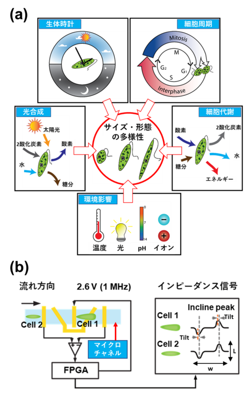 〔プレスリリース〕藻類細胞を電気的に高速形状判断するマイクロ流体デバイスの開発 ～ユーグレナを用いた地球温暖化対策への応用に期待～