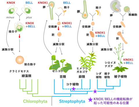 〔プレスリリース〕植物で受精卵を活性化する機構の進化的起源を解明　雌雄の因子が出会って成長をスタートさせる