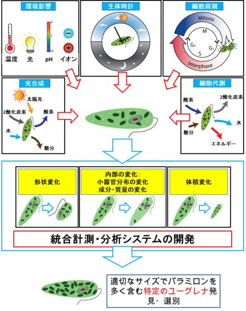 【プレスリリース】藻類細胞のサイズや成分含量の変化を 電気で同時に高速測定できる装置を開発 特定のユーグレナ株の選抜も可能なマイクロ流体デバイス ～二酸化炭素から物質生産する藻類産業の加速に期待～