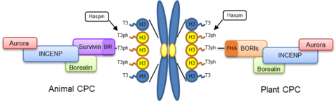 【プレスリリース】ストレス下でも植物の正常な細胞分裂を進める CPC複合体の局在機構を解明 染色体の特定部位に局在して機能 ～動植物間でタンパク質レベルの収束進化があった～