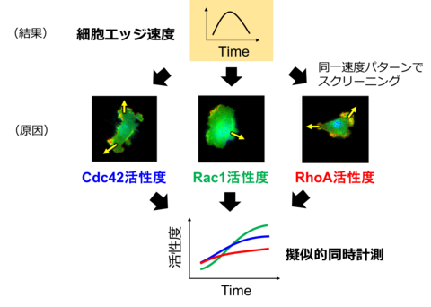 【プレスリリース】細胞の変形・運動に複数のタンパク質が協調して関わる仕組みを数式で解明 複数の分子活性の経時変化を同時測定データとして統合化するデータ解析手法を開発 ～がんや免疫、神経疾患など医学生物学研究への応用が期待～