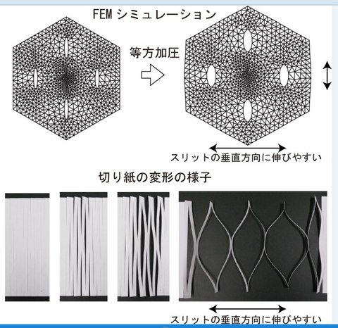 【プレスリリース】マメ科植物の葉が動くしくみに迫る 葉の運動を駆動する細胞が伸展・収縮する際に 細胞壁にあるスリットが開閉することを発見 ～ダーウィンらが注目した植物の運動力の謎解明へ～