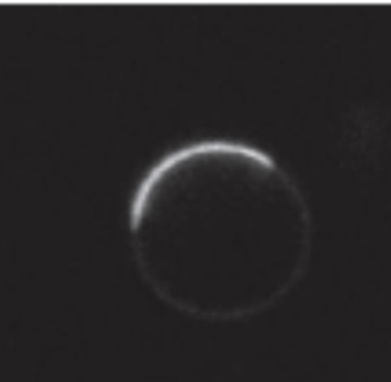 【プレスリリース】細胞の膜の形を変えて整えるタンパク質の集合機構を初めて解明 ～免疫反応やがん細胞の転移の動的な仕組みの究明に期待～