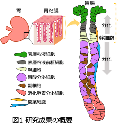 【プレスリリース】最前線で胃を守れ～胃粘膜を保護する幹細胞分化制御のしくみを解明～