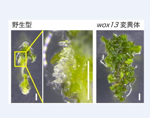 【プレスリリース】芽を生み出すかどうか、植物カルス細胞の分化を運命づける因子をつきとめた 植物の器官再生能力を制御する新たな仕組みを発見 〜農作物の組織培養効率を飛躍的に改善する技術開発に期待〜