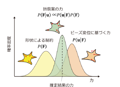 【プレスリリース】細胞が生み出す力を形の情報を用いて、 高精度で推定する技術を開発 ～がん、免疫、神経発達など細胞変形が係わる研究への応用が期待～