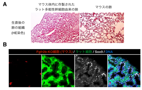 【プレスリリース】マウス体内でラットの肺を持つキメラ動物の作製に世界で初めて成功 ～異種動物の体内で多能性幹細胞由来の肺を作製へ～ 移植医療への貢献に期待