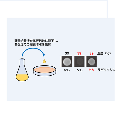 【プレスリリース】酵母が限界を超える高温環境で自らの増殖を抑制していることを発見 関連する因子の遺伝子を突き止めた ～エタノール生産の冷却コスト削減など発酵技術への応用展開に期待～
