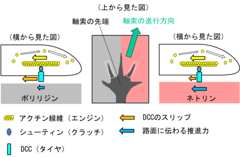 【プレスリリース】神経細胞が正しい経路に沿って軸索を伸ばす仕組みを解明 ～ガイダンス分子と軸索上の受容体の