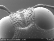 卓上SEMで観察したタマムシ