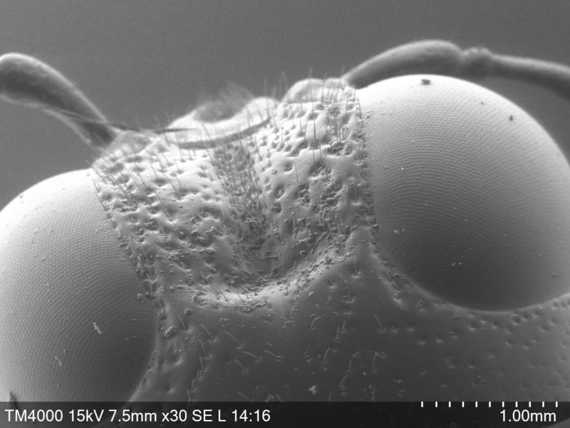 「技術職員と親子で遊ぼう! 夏休み子どもサイエンス2024 オンサイト会場 奈良先端大」を実施(2024/08/02)