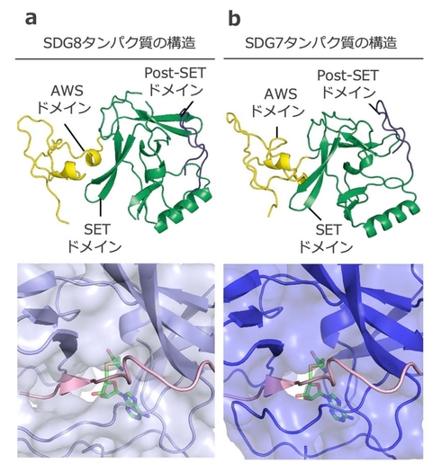 【プレスリリース】花を咲かせる遺伝子の働きを切り替える仕組みを解明 促進する化学修飾を導入して活性化 ～開花時期の操作や食料増産に期待～