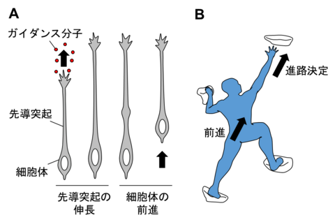 【プレスリリース】神経細胞が脳内を移動するための新しい仕組みを解明 ～細胞は自分のかたちの変化に応えて移動の推進力を生み出す～ 脳疾患の原因解明や神経再生医療への応用に期待