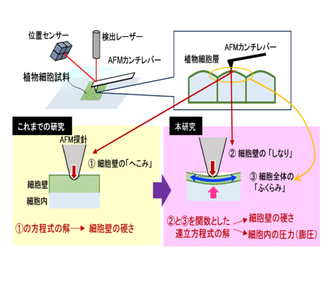 【プレスリリース】生きた植物の形を支える細胞内圧力と細胞壁の硬さを同時に調べる方法を開発 細胞の「ふくらみ」や「しなり」を高性能顕微鏡で測定して数値化 ～植物の成長過程の形態変化や環境適応の仕組み解明に期待～