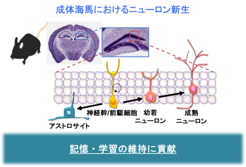 【プレスリリース】脳の幹細胞の老化メカニズム解明に成功 機能低下に関わる遺伝子を可逆的に制御する因子を特定 ～細胞若返り誘導法の開発に期待～