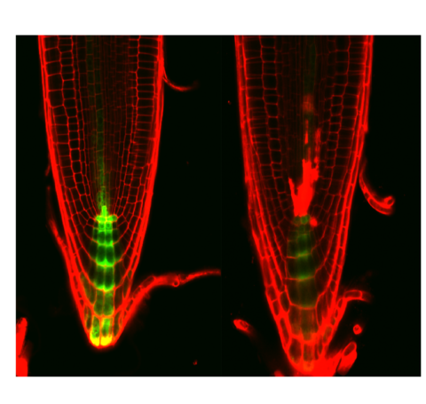 DNAに傷を負った植物はホルモン情報を制御して幹細胞死を引き起こす 〜植物がもつ長寿命性を支える制御メカニズムの解明に向けて〜