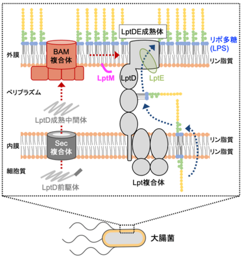 【プレスリリース】細菌の生存に不可欠なリポ多糖の輸送役のタンパク質が、小型タンパク質と形成する複合体の構造と機能を解明 〜小型タンパク質のわずか10個未満のアミノ酸の領域で全体構造を安定化する重要な機能を発見〜