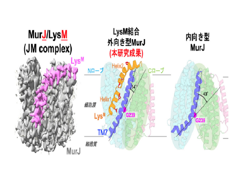 【プレスリリース】ウイルス由来のペプチドが細菌の生命必須の装置を止める仕組みを解明 〜薬剤耐性菌克服への重要な手掛かり〜